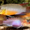 Sabinae-Zwergbuntbarsch, Congochromis Sabinae -Zoofachgeschäft Sabinae Zwergbuntbarsch Congochromis sabinae neu