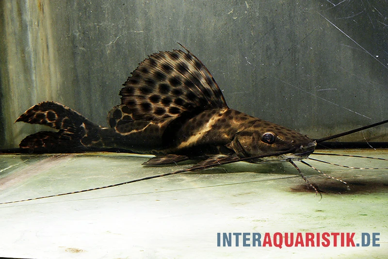 Sailfin Pim, Leiarius pictus Sailfin Pim, Leiarius Pictus -Zoofachgeschäft Sailfin Pim Leiarius pictus 1