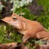 Salomonen-Zipfelfrosch, Ceratobatrachus Guentheri 2 Salomonen-Zipfelfrosch, Ceratobatrachus Guentheri -Zoofachgeschäft Salomonen Zipfelfrosch Ceratobatrachus guentheri 1