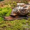 Samt-Achatschnecke, Archachatina Marginata Suturalis "Ikom" -Zoofachgeschäft Samt Achatschnecke Archachatina marginata suturalis Ikom 1