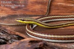 Sandrenn-Natter, Psammophis Elegans