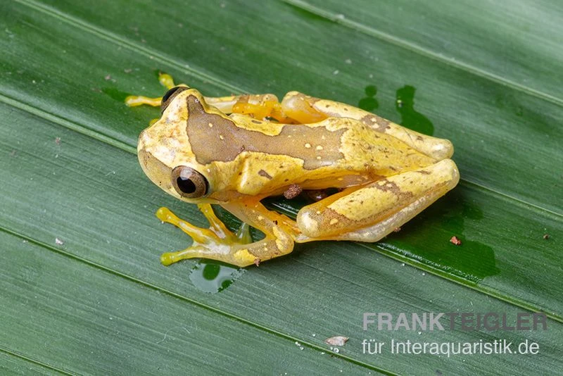 Sanduhr-Laubfrosch, Dendropsophus ebraccatus Sanduhr-Laubfrosch, Dendropsophus Ebraccatus -Zoofachgeschäft Sanduhr Laubfrosch Dendropsophus ebraccatus 2
