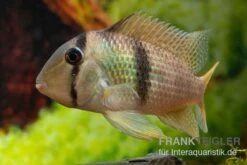Sattelfleckbuntbarsch, Guianacara Owroewefi -Zoofachgeschäft Sattelfleckbuntbarsch Guianacara owroewefi 2