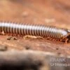 Satun-Tausendfüßer, Spirobolus Sp. "Satun" 1 Satun-Tausendfüßer, Spirobolus Sp. "Satun" -Zoofachgeschäft Satun Tausendfuesser Spirobolus sp Satun 1