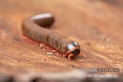 Satun-Tausendfüßer, Spirobolus Sp. "Satun" 4 Satun-Tausendfüßer, Spirobolus Sp. "Satun" -Zoofachgeschäft Satun Tausendfuesser Spirobolus sp Satun 3