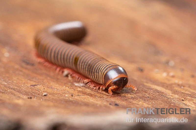 Satun-Tausendfüßer, Spirobolus sp. "Satun" Satun-Tausendfüßer, Spirobolus Sp. "Satun" -Zoofachgeschäft Satun Tausendfuesser Spirobolus sp Satun 3