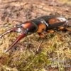 Savagei-Geweihkäfer, Prosopocoilus Savagei, Paarweise -Zoofachgeschäft Savagei Geweihkaefer Prosopocoilus savagei 1