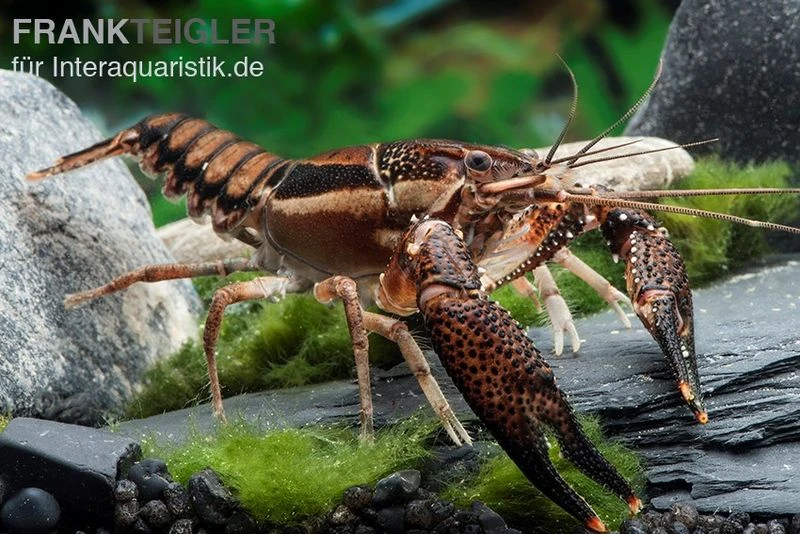 Scarface Flusskrebs, Procambarus ouachitae Scarface Flusskrebs, Procambarus Ouachitae -Zoofachgeschäft Scarface Flusskrebs Procambarus ouachitae 1