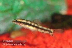 Schachbrettschmerle, Botia Sidthimunki -Zoofachgeschäft Schachbrettschmerle Botia sidthimunki 2