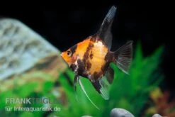 Scharlachrot-Goldener Skalar, Pterophyllum Scalare Kin Hi Utsuri, DNZ -Zoofachgeschäft Scharlachrot Goldener Skalar Pterophyllum scalare 1