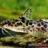 Scherenschwanz-Fiederbartwels, Synodontis Soloni -Zoofachgeschäft Scherenschwanz Fiederbartwels Synodontis soloni 1