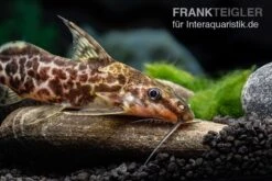 Scherenschwanz-Fiederbartwels, Synodontis Soloni -Zoofachgeschäft Scherenschwanz Fiederbartwels Synodontis soloni 3 jpg