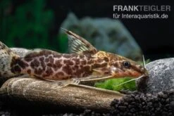 Scherenschwanz-Fiederbartwels, Synodontis Soloni -Zoofachgeschäft Scherenschwanz Fiederbartwels Synodontis soloni 4 jpg