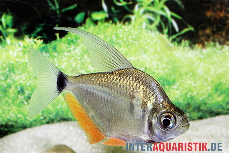 Schillersalmler, Tetragonopterus argenteus Schillersalmler, Tetragonopterus Argenteus -Zoofachgeschäft Schillersalmler Tetragonopterus argenteus 1