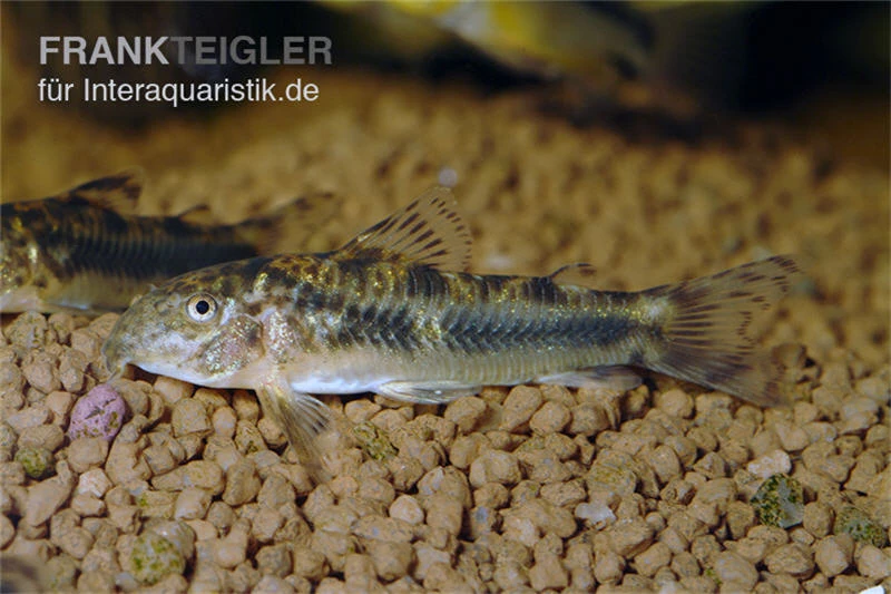 Schmerlenpanzerwels, Aspidoras sp. C125, DNZ Schmerlenpanzerwels, Aspidoras Sp. C125, DNZ -Zoofachgeschäft Schmerlenpanzerwels Aspidoras sp C125