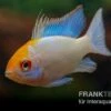 Schmetterlingsbuntbarsch Neonblau Goldkopf, Mikrogeophagus Ramirezi -Zoofachgeschäft Schmetterlingsbuntbarsch Neonblau Goldkopf Mikrogeophagus ramirezi 1