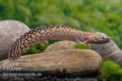 Schmuck-Flösselhecht, Polypterus Ornatipinnis, NZ 4 Schmuck-Flösselhecht, Polypterus Ornatipinnis, NZ -Zoofachgeschäft Schmuck Floesselhecht Polypterus ornatipinnis neu 3