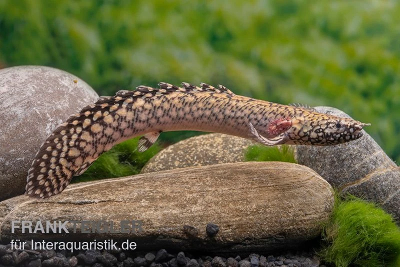 Schmuck-Flösselhecht, Polypterus ornatipinnis, NZ Schmuck-Flösselhecht, Polypterus Ornatipinnis, NZ -Zoofachgeschäft Schmuck Floesselhecht Polypterus ornatipinnis neu 3