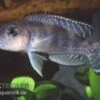 Schneckenbuntbarsch, Lamprologus Ornatipinnis -Zoofachgeschäft Schneckenbuntbarsch Lamprologus ornatipinnis