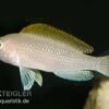 Schneckenbuntbarsch, Neolamprologus Caudopunktatus, DNZ 2 Schneckenbuntbarsch, Neolamprologus Caudopunktatus, DNZ -Zoofachgeschäft Schneckenbuntbarsch Neolamprologus caudopunktatus