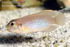 Schneckenbuntbarsch Gold, Lamprologus Ocellatus, DNZ -Zoofachgeschäft Schneckenbuntbarsch gold Lamprologus ocellatus 1