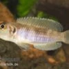 Schneckenbuntbarsch Gold, Lamprologus Ocellatus, DNZ -Zoofachgeschäft Schneckenbuntbarsch gold Lamprologus ocellatus 2