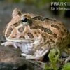 Schoko-Pacman-Frog, Ceratophrys Cranwelli Chocolate 2 Schoko-Pacman-Frog, Ceratophrys Cranwelli Chocolate -Zoofachgeschäft Schoko Pacman Frog Ceratophrys cranwelli chocolate Schoko AFLFT0636