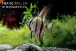 Schwarzblauer Skalar, Pterophyllum Scalare -Zoofachgeschäft Schwarzblauer Skalar Pterophyllum scalare 2