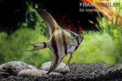 Schwarzblauer Skalar, Pterophyllum Scalare -Zoofachgeschäft Schwarzblauer Skalar Pterophyllum scalare 3