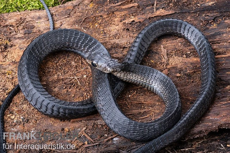 Schwarze Baumschlange, Thrasops occidentalis Schwarze Baumschlange, Thrasops Occidentalis -Zoofachgeschäft Schwarze Baumschlange Thrasops occidentalis 2