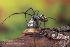 Schwarze Seidenspinne, Nephila Kuhlii -Zoofachgeschäft Schwarze Seidenspinne Nephila kuhlii 3