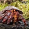 Schwarzer Landeinsiedlerkrebs, Coenobita Sp. Black (Größe XL) -Zoofachgeschäft Schwarzer Landeinsiedlerkrebs Coenobita sp Black 1