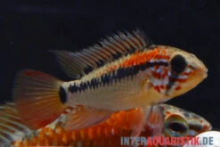 Schwarzkehl-Zwergbuntbarsch, Apistogramma Viejita, Paarweise -Zoofachgeschäft Schwarzkehl Zwergbuntbarsch Apistogramma viejita 2