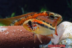 Schwarzkehl-Zwergbuntbarsch, Apistogramma Viejita, Paarweise -Zoofachgeschäft Schwarzkehl Zwergbuntbarsch Apistogramma viejita 3