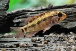 Schwarzkehlbuntbarsch Variante II, Apistogramma Sp. Viejita II, Paarweise -Zoofachgeschäft Schwarzkehlbuntbarsch Variante II Apistogramma sp viejita II paarweise 3