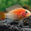 Schwarzkehlbuntbarsch Gold, Apistogramma Viejita Gold, Paarweise 1 Schwarzkehlbuntbarsch Gold, Apistogramma Viejita Gold, Paarweise -Zoofachgeschäft Schwarzkehlbuntbarsch gold Apistogramma viejita gold paarweise 1