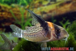 Schwarzsegel-Panzerwels, Corydoras Brevirostris "CW27 High Fin"