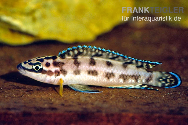 Schwarzweißer Schlankcichlide, Julidochromis transcriptus gombe Schwarzweißer Schlankcichlide, Julidochromis Transcriptus Gombe -Zoofachgeschäft Schwarzweisser Schlankcichlide Julidochromis transcriptus gombe 1