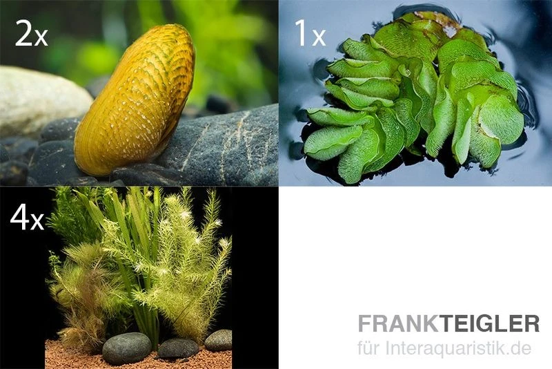 Schwebealgen-Bundle: 2x Ornamentmuscheln + 1 Portion Büschelfarn + 4 Bund-Pflanzen Schwebealgen-Bundle: 2x Ornamentmuscheln + 1 Portion Büschelfarn + 4 Bund-Pflanzen -Zoofachgeschäft Schwebealgen Bundle 2 Ornamentmuscheln 1 Bueschelfa