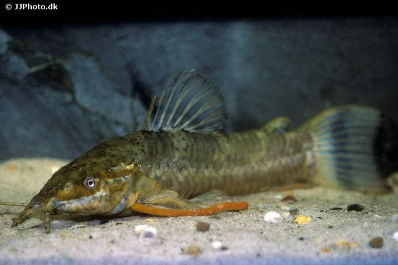 Schwielenwels, Megalechis picta Schwielenwels, Megalechis Picta -Zoofachgeschäft Schwielenwels Megalechis picta 1