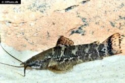 Schwielenwels, Megalechis Picta