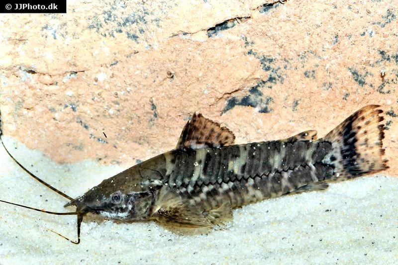 Schwielenwels, Megalechis picta Schwielenwels, Megalechis Picta -Zoofachgeschäft Schwielenwels Megalechis picta 2