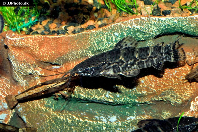 Schwielenwels, Megalechis picta Schwielenwels, Megalechis Picta -Zoofachgeschäft Schwielenwels Megalechis picta 3