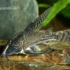 Schabracken-Panzerwels, Scleromystax Barbatus -Zoofachgeschäft Scleromystax barbatus Corydoras barbatus