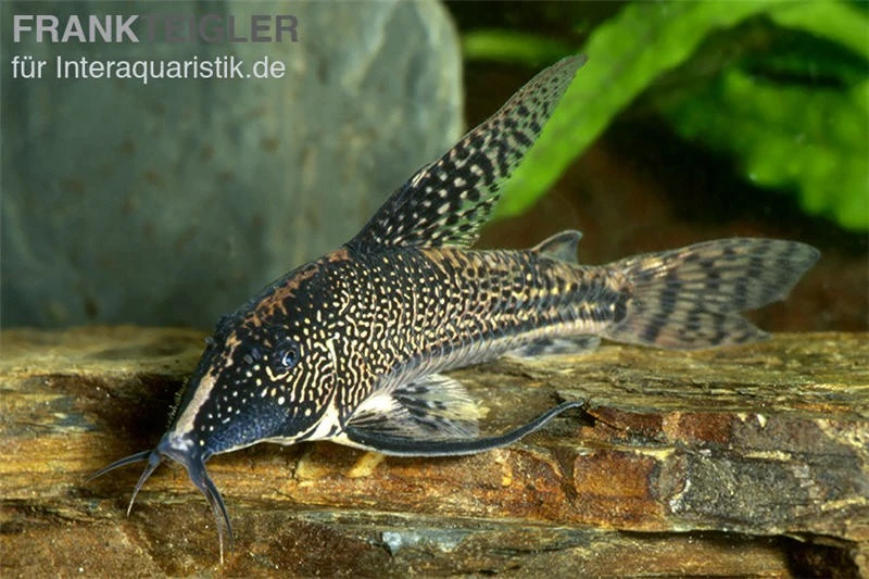 Schabracken-Panzerwels, Scleromystax barbatus Schabracken-Panzerwels, Scleromystax Barbatus -Zoofachgeschäft Scleromystax barbatus Corydoras barbatus