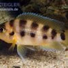 Sechsstreifen-Lamprologus, Neolamprologus Sexfasciatus Gold, DNZ -Zoofachgeschäft Sechsstreifen Lamprologus Neolamprologus sexfasciat