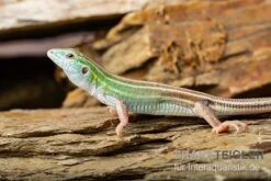 Sechsstreifen-Rennechse, Aspidoscelis Sexlineatus -Zoofachgeschäft Sechsstreifen Rennechse Aspidoscelis sexlineatus 2
