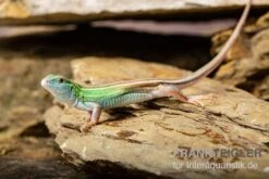 Sechsstreifen-Rennechse, Aspidoscelis Sexlineatus -Zoofachgeschäft Sechsstreifen Rennechse Aspidoscelis sexlineatus 3