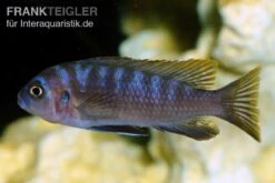Sechsstreifen-Tilapia, Cynotilapia Afra "Jalo Reef", DNZ -Zoofachgeschäft Sechsstreifen Tilapia Cynotilapia afra 2