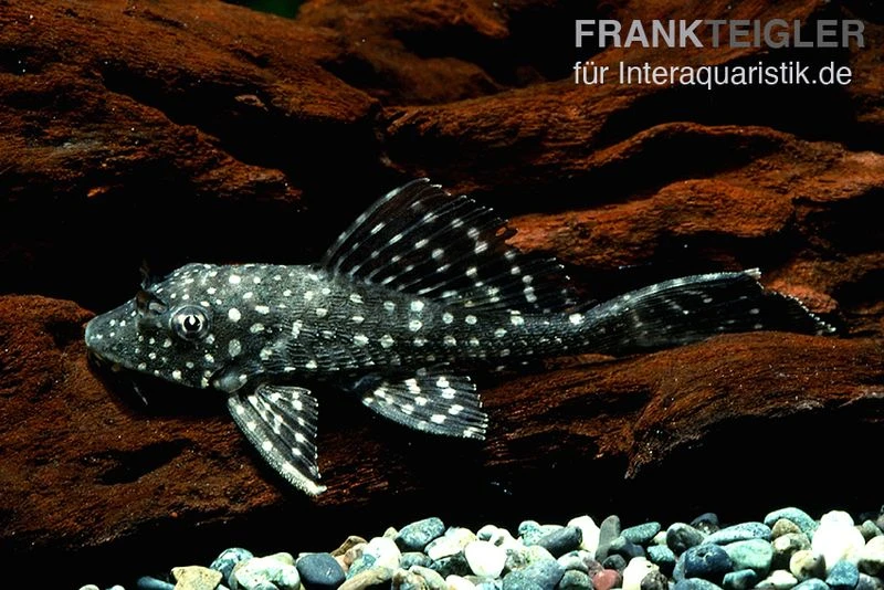 Goldflecken-Segelschilderwels, Glyptoperichthys joselimaianus L001 Goldflecken-Segelschilderwels, Glyptoperichthys Joselimaianus L001 -Zoofachgeschäft Segelschilderwels Glyptoperichthys joselimaianus L001 02